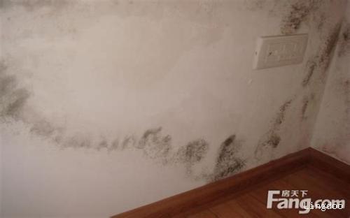 墙面渗水最佳补漏方法（如何正确修补墙面渗水问题）